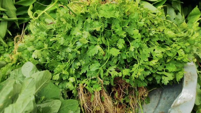 Fresh vibrant green coriander cilantro herbs also known as dhone pata bunch harvested for selling at a local food market