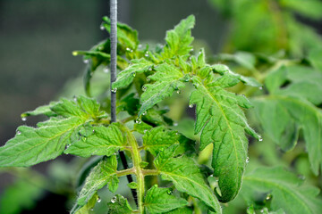 zielone liście pomidorów, pokryte kroplami rosy, rosa na liściach pomidorów, green tomato leaves covered in dew drops, dew on tomato leaves © kateej