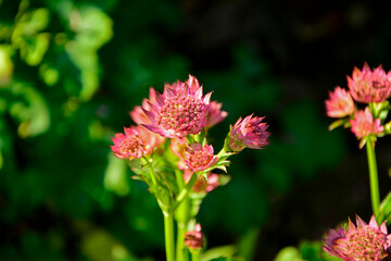 różowe kwiaty jarzmianki pokryte pajęczyną, kwitnąca jarzmianka na zielonym tle, Jarzmianka większa, Astrantia major, great masterwort, różowa jarzmianka © kateej