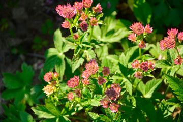 różowe kwiaty jarzmianki pokryte pajęczyną, kwitnąca jarzmianka na zielonym tle, Jarzmianka większa, Astrantia major, great masterwort, różowa jarzmianka © kateej