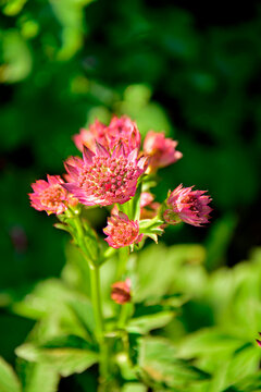 r&oacute;żowe kwiaty jarzmianki pokryte pajęczyną, kwitnąca jarzmianka na zielonym tle, Jarzmianka większa, Astrantia major, great masterwort, r&oacute;żowa jarzmianka