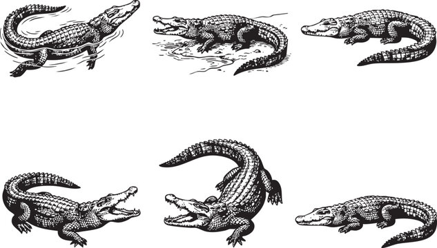 A set of crocodiles. Hand drawn vector illustration	