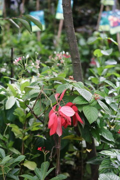Red doda adenia tropical flower blooming in a plant nursery with blooming tropical botanical decorative landscape freshness