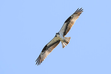 Obraz premium Osprey Pandion haliaetus hunts flying with wings spread and feather detail against blue sky watching point of view