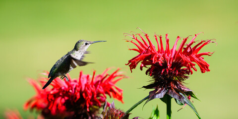 Fototapeta premium Anna's Hummingbird Calypte anna hovering over red bee balm flower Monarda didyma