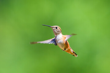 Obraz premium Rufous hummingbird Selasphorus rufus hovering in profile with wings in motion and green background