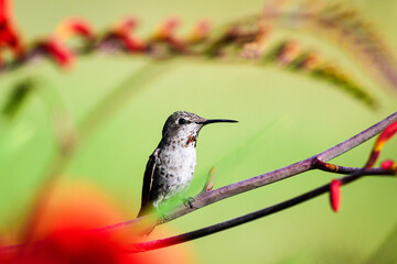 Fototapeta premium Annas Hummingbird Calypte anna framed while perched on flower stalk in summer