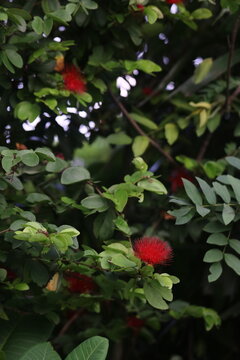 Red calliandra flower blossoms hanging from branches in garden with calliandra powderpuff botanical tropical colorful landscape