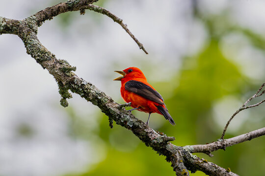Scarlet tanager on branch