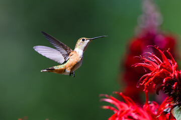Fototapeta premium Rufous hummingbird Selasphorus rufus hovering with red bee balm flower in profile with wings back