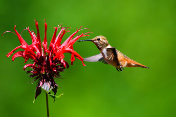 Fototapeta premium Rufous hummingbird Selasphorus rufus approaching red bee balm flower in profile against green background in summer
