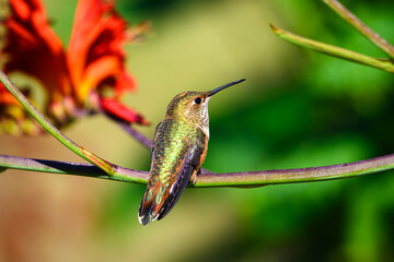 Fototapeta premium Rufous hummingbird Selasphorus rufus resting on stem of garden flower in warm light