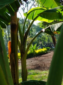 Several large, thick leaves from many palm trees in the garden.Varias hojas grandes y gruesas de muchas palmeras en el jard&iacute;n.30