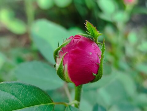 First approach of a young pink rose to give as a gift.Primer acercamiento de una joven rosa de color rosa para regalar.33