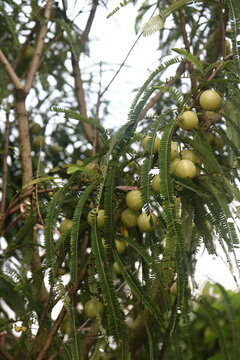 Ripening indian gooseberry fruits hanging on phyllanthus emblica tree branch with gooseberry phyllanthus agriculture botanical