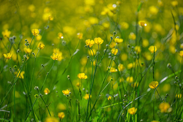 Fototapeta premium Golden meadow buttercup Ranunculus acris blossoms in fresh dreamy grassland.