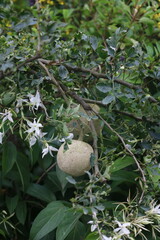 Fototapeta premium Round textured seed pod among white jasmine flowers with botanical greenery blooming gardening fragrant climbing