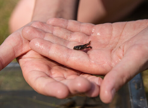 Juvenile common frog Rana temporaria tadpole with legs resting gently in human hands.