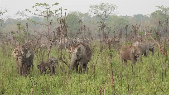 CHIRANG, ASSAM, INDIA - MARCH 23: A beautiful shot capturing a group of wild elephants in search of food along with their two calves in the scenic grasslands of Manas National Park. 4K footage.