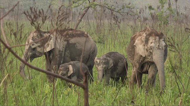 CHIRANG, ASSAM, INDIA - MARCH 23: A beautiful steady shot capturing a herd of wild Asian elephants along with their calves grazing and having food in the lush green grasslands of Manas National Park. 