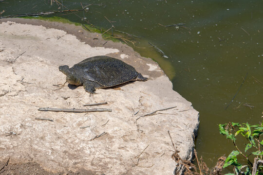 African Softshell Turtle at Nahal Alexander, Israel