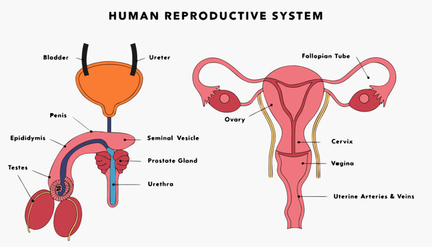 Very beautiful realistic vector illustration of the HUMAN MALE & FEMALE REPRODUCTIVE SYSTEM featuring a bold medical label reading "HUMAN REPRODUCTIVE SYSTEM", detailed anatomical structures with accu