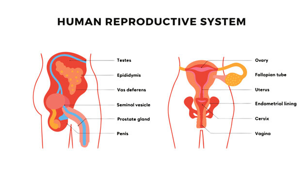 Very beautiful realistic vector illustration of the HUMAN MALE & FEMALE REPRODUCTIVE SYSTEM featuring a bold medical label reading "HUMAN REPRODUCTIVE SYSTEM", detailed anatomical structures with accu