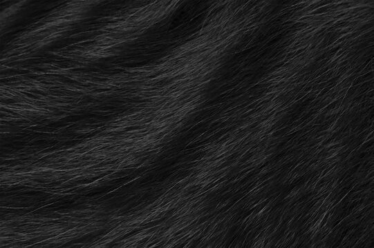 Black cat fur texture background.