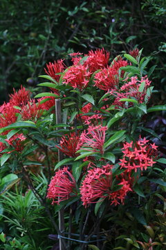 Red ixora flower clusters growing on green shrubbery with colorful evergreen ornamental tropical blooming beautiful landscape