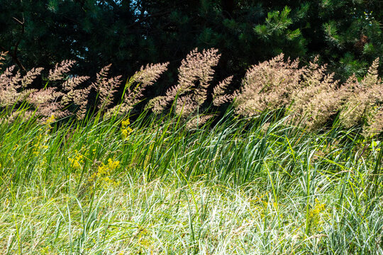 Ground reed grass, Calamagrostis epigejos.