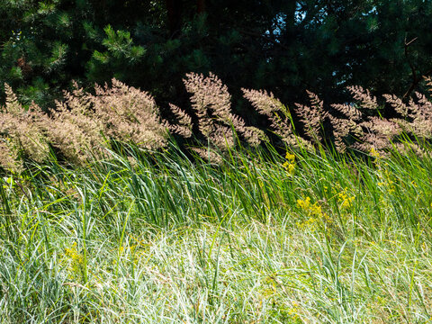 Ground reed grass, Calamagrostis epigejos. Ground reed grass, Calamagrostis epigejos.
A perennial grassy plant. The swaying of its panicles is beautifu
