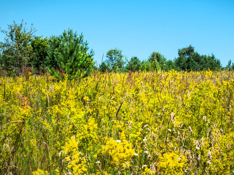 Summer flowers at the edge of the forest. This combination of herbs occurs in the middle of summer.