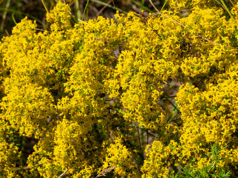 Yellow bedstraw, Galium verum L. Grows in light deciduous forests, meadows, forest clearings, forest edges, clearings, along the edges of fields, along roads.