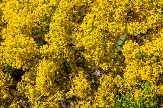 Yellow bedstraw, Galium verum L. Grows in light deciduous forests, meadows, forest clearings, forest edges, clearings, along the edges of fields, along roads.
