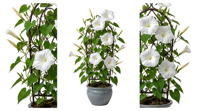 White morning glory flowers on garden trellis, blooming moonflower vine in ceramic pot, elegant climbing floral plant isolated on white background