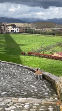 Curious ginger cat walks along a cobblestone path through a countryside landscape, steadily approaching the camera before reaching the person filming and seeking attention.