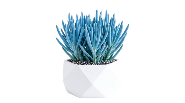 Blue chalksticks succulent in white geometric ceramic pot, vibrant senecio serpens houseplant isolated on white, modern indoor plant for home decor