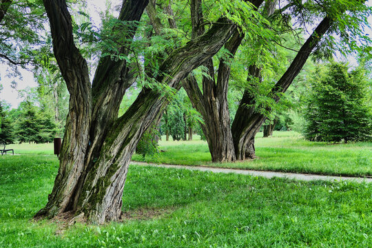 old trees in the city park in summer