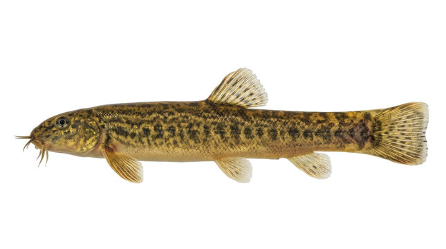 Dojo Loach Scientific Identification Profile