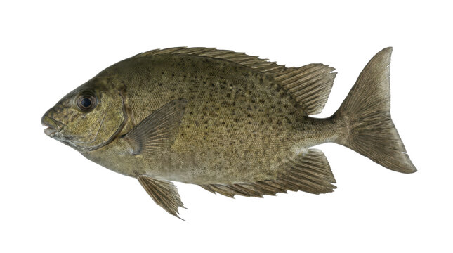 Dusky Spinefoot Gentle Swimming Pose