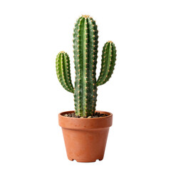 Fototapeta premium Beautiful cereus cactus in a terracotta pot isolated on a white background