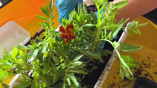 Planting vibrant marigolds in a sunny garden space for blooming joy
