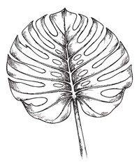Vintage monstera deliciosa leaf illustration, hand drawn tropical plant vector, black and white botanical sketch for wedding invitations and decor © shamim