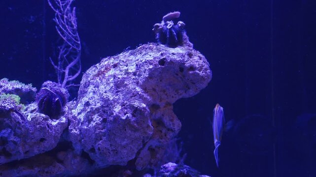 Explore the colorful marine life in a vibrant aquarium filled with corals