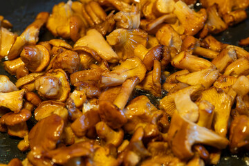 Fototapeta premium Fresh golden forest chanterelle mushrooms fried in a black skillet sizzling in butter, salt and black pepper.