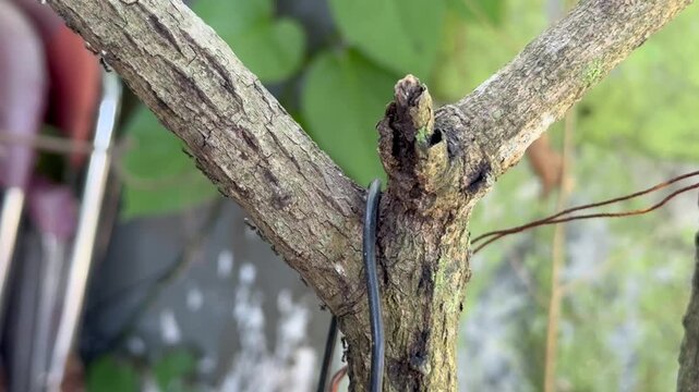 Close Up of Black Ants Crawling on a Dry Tree Branch, Macro footage of tiny black ants crawling along a textured, dry tree branch with a wire in a natural outdoor environment. Concept of teamwork, nat