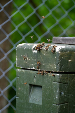 Honeybees crawling on weathered green metal beehive box outdoors