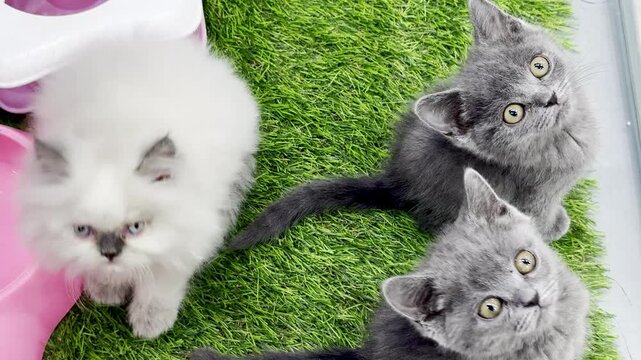High-angle shot of cute British shorthair and Persian kittens playing on green grass