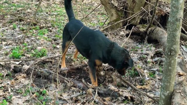 Black and tan dog digs in the forest floor, exploring leaves and twigs while searching for hidden objects in a natural outdoor setting