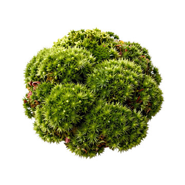 Luminous clumps of heath star moss create a vibrant botanical arrangement